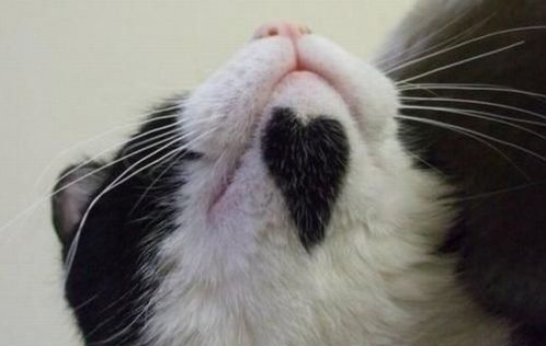幸福を呼ぶハートマークの可愛い猫や犬の画像
