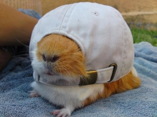 動物たちが何かコスプレで変身した姿の写真