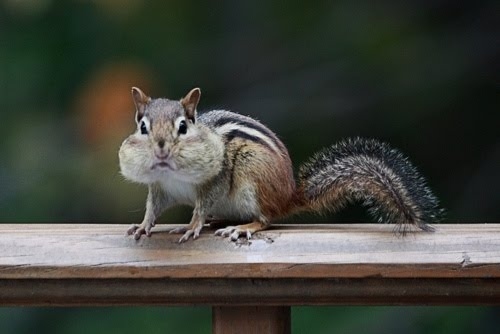 食欲のとどまるところを知らないシマリス