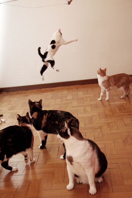空中を飛行する猫たちの可愛い写真