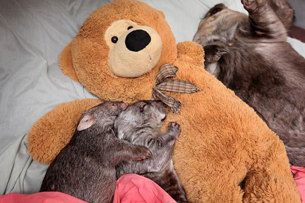 ぬいぐるみと眠る可愛い動物たちの写真