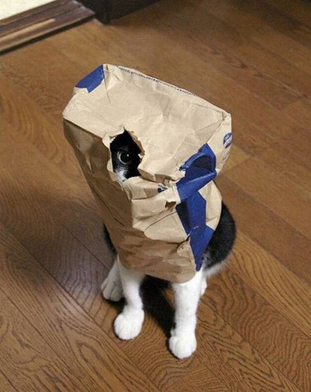 猫のかくれんぼ