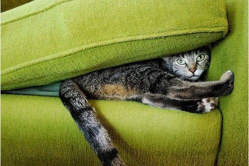 猫のかくれんぼ