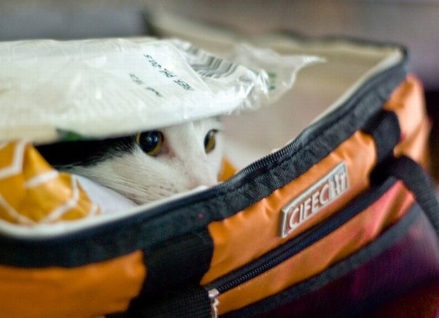 猫のかくれんぼ