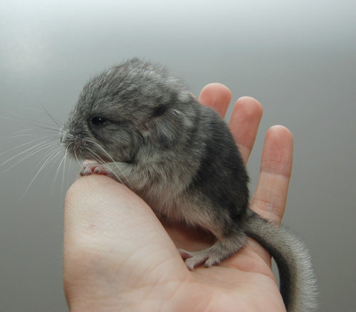 本当にキュンとする！動物の赤ちゃんたちの写真
