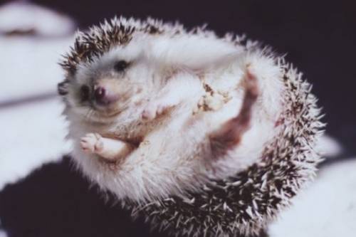 かわいい動物たちが手を振って「バイバイ」の動作する写真