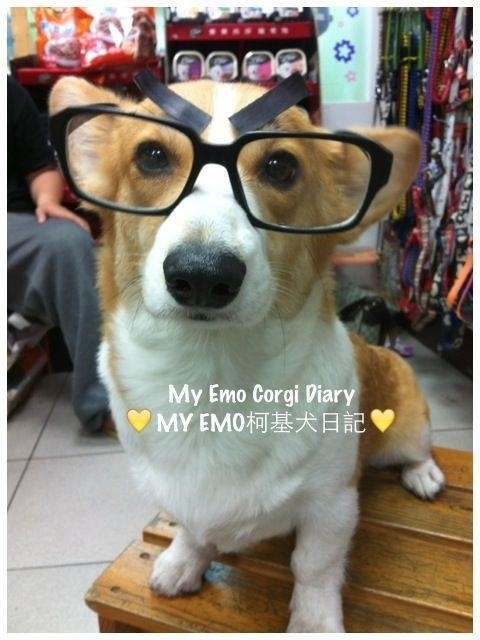 本当に可愛いコーギー犬の写真