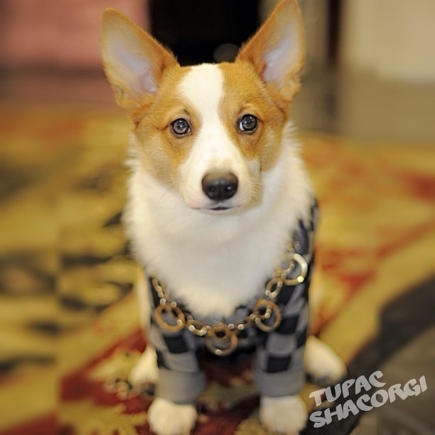 本当に可愛いコーギー犬の写真