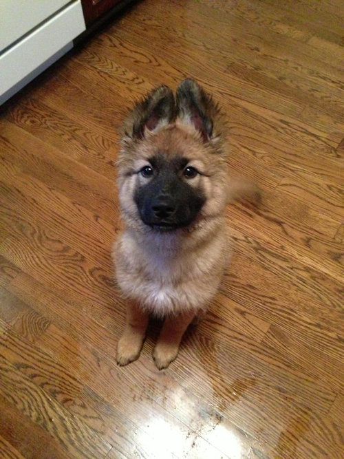 おねだり上手な動物たちの写真