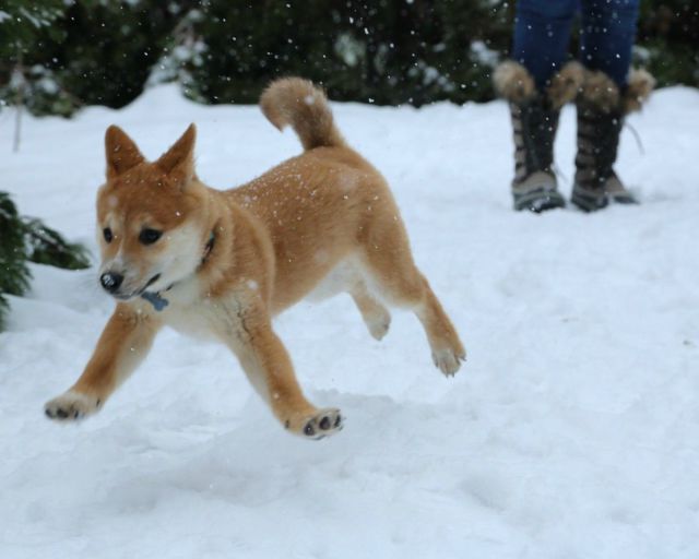 本当に可愛い表情をした動物たちの写真