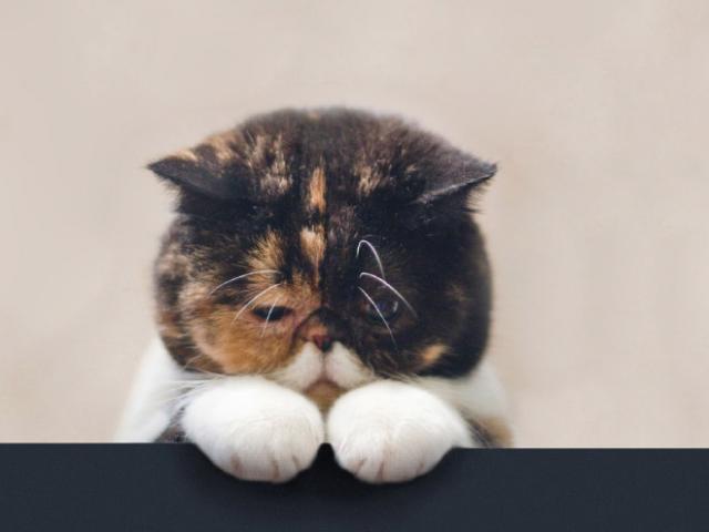 悲しい顔をした猫たちの写真