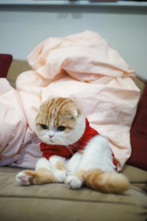 コスプレが似合いすぎるオシャレ犬・猫の写真