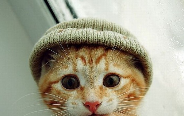 あまりの可愛さに驚くかわいい子猫の画像