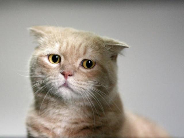 悲しい顔をした猫たちの写真