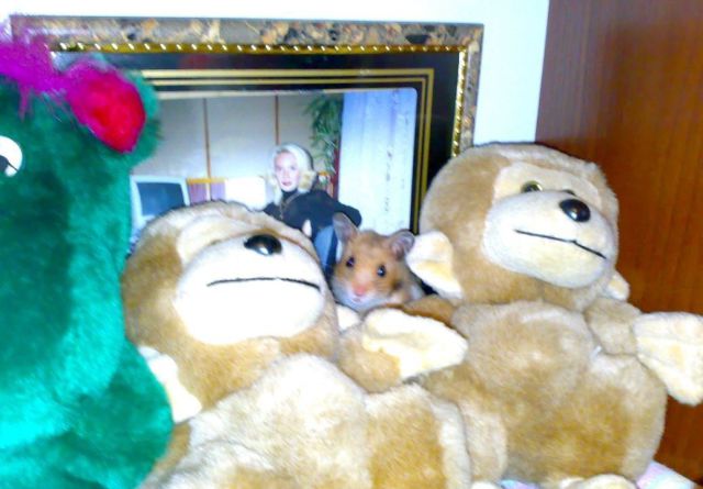 超可愛い動物たちに癒される写真