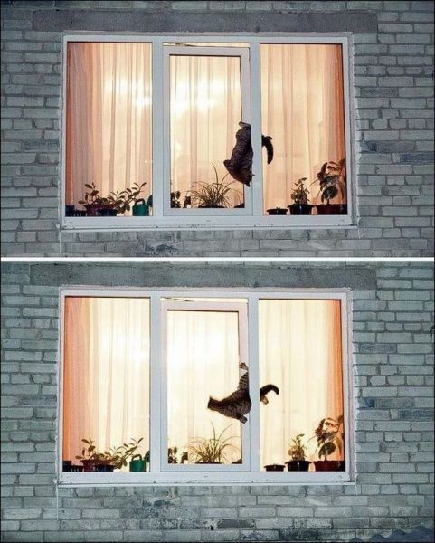 たまらないほど可愛い動物の写真