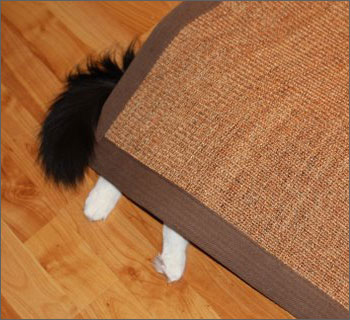 かくれんぼする動物が可愛すぎる写真