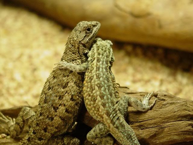 羨ましいくらいに仲のいい動物画像
