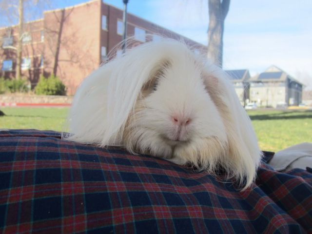 見ているだけで興奮してくる可愛い動物の画像