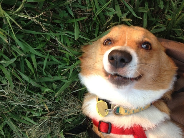 本当に可愛いコーギー犬の写真
