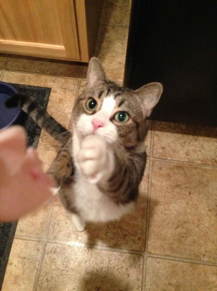 超可愛い動物たちに癒される写真