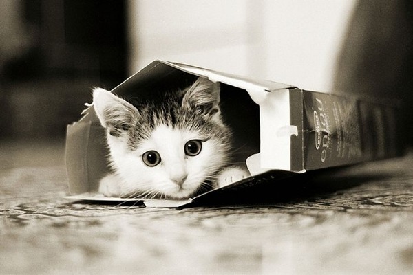 あまりの可愛さに驚くかわいい子猫の画像