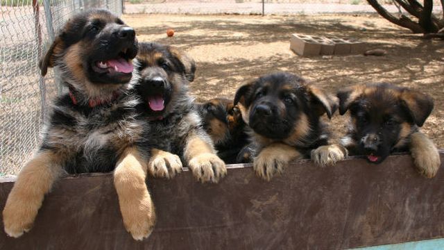 可愛すぎて一緒に笑っちゃう動物たちの写真