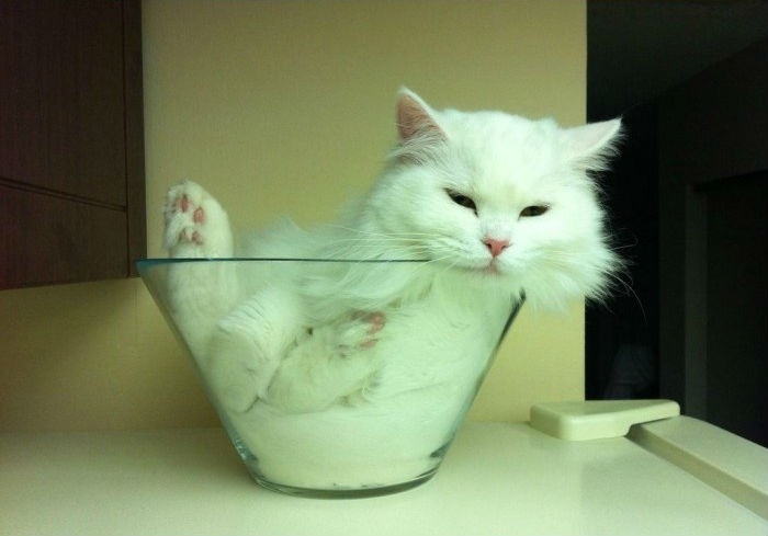 まるで液体のようなネコの写真