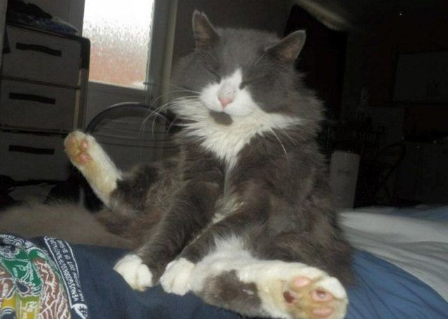 とてもキュートで可愛い動物の写真