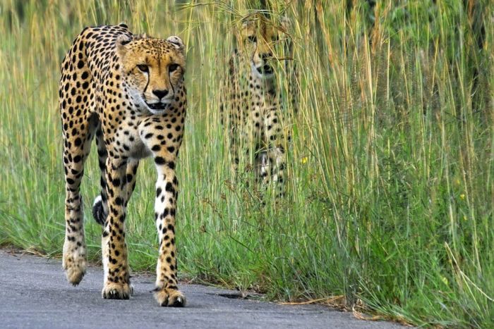 アフリカの野生動物たちの画像