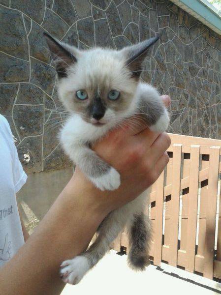 かわいい動物画像たちの画像