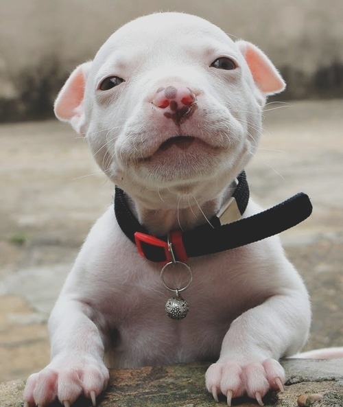 幸せそうな犬の笑顔
