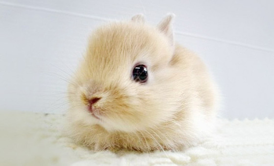 可愛すぎる動物の赤ちゃんの画像