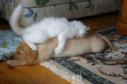 ぐっすり眠る動物たちの癒される写真