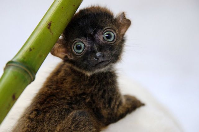 とてもキュートで可愛い動物の写真