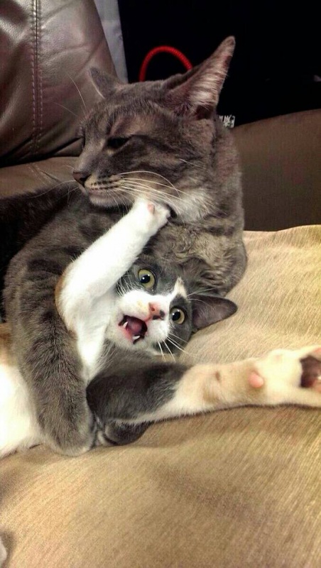 やっぱり可愛い猫の画像