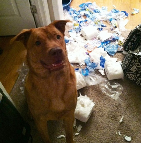 犬や猫たちの困ったいたずら写真