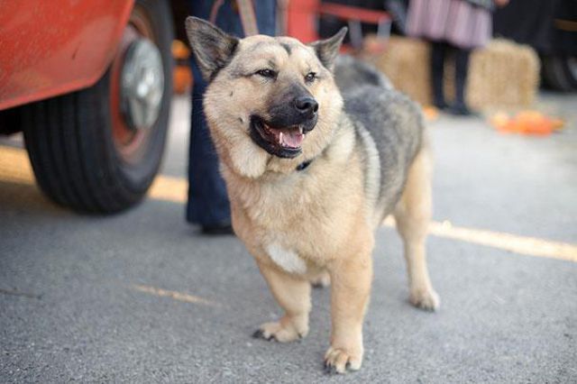 愛嬌ありすぎるミックス犬の写真