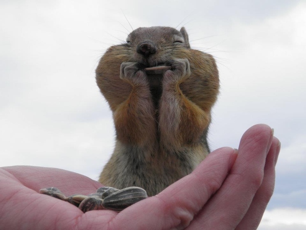 食欲のとどまるところを知らないシマリス