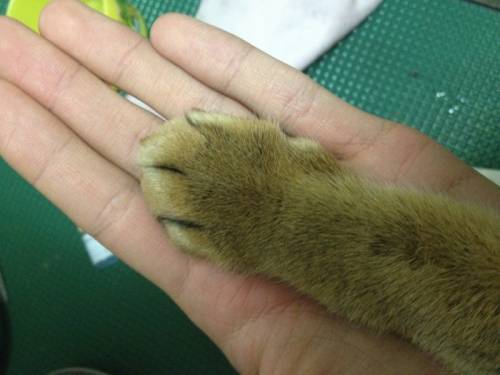 猫の手