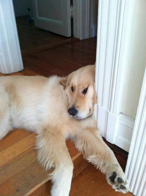 変顔や変な格好した犬の写真