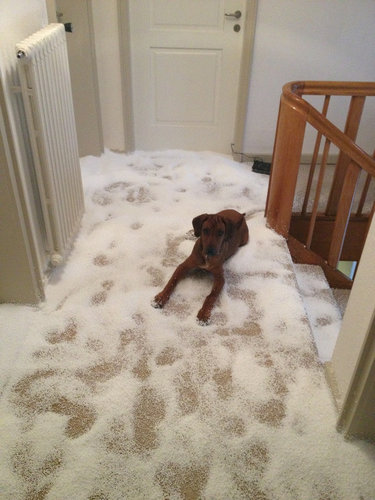犬や猫たちの困ったいたずら写真