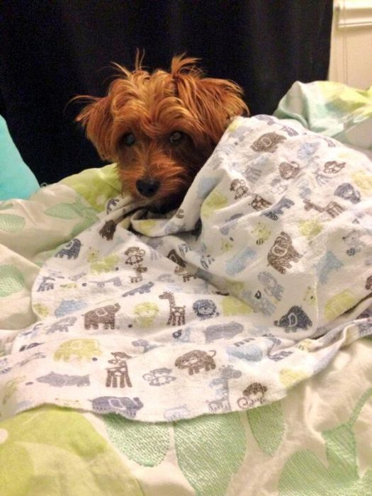 可愛すぎる動物たちが眠そうな写真