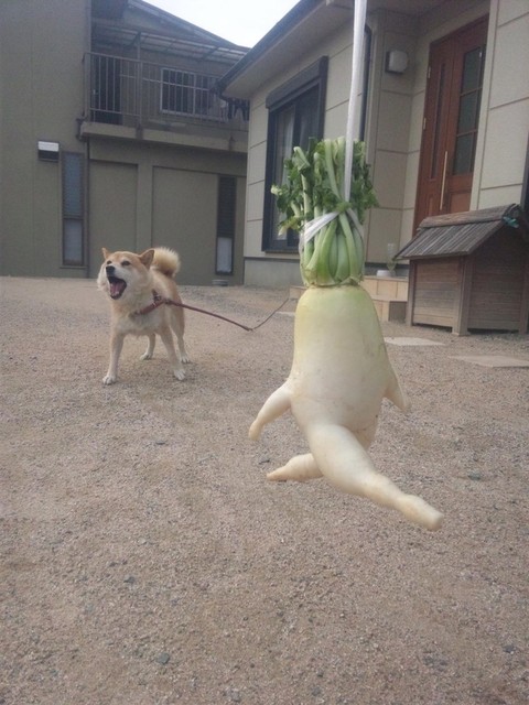 走る大根