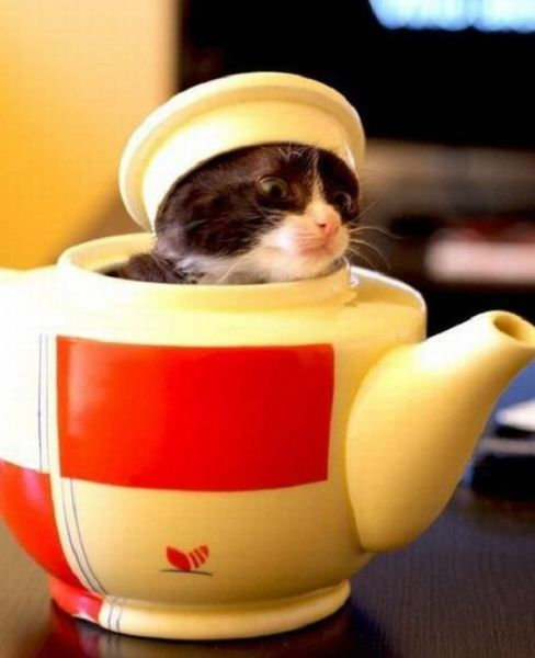 「かくれんぼ」している動物たちの可愛い写真