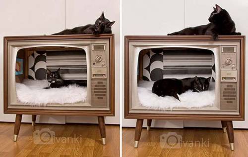 可愛い家の中にある猫の家