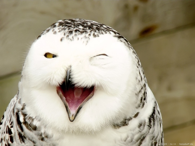 可愛いフクロウさんの写真
