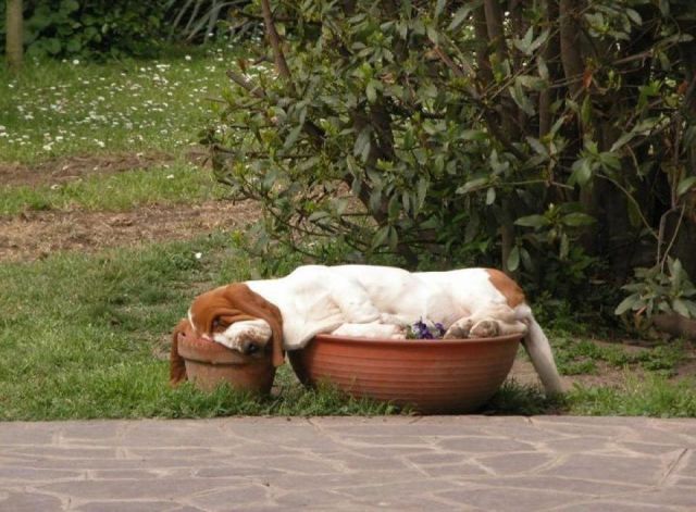 無茶苦茶かわいい動物たちに癒される写真