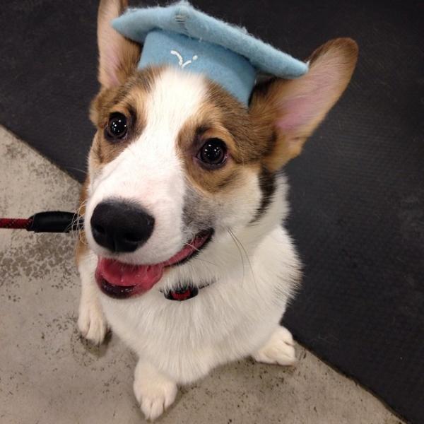 コーギー犬が本当に可愛すぎる写真