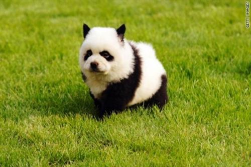 「パンダになりたかった犬たち」の写真